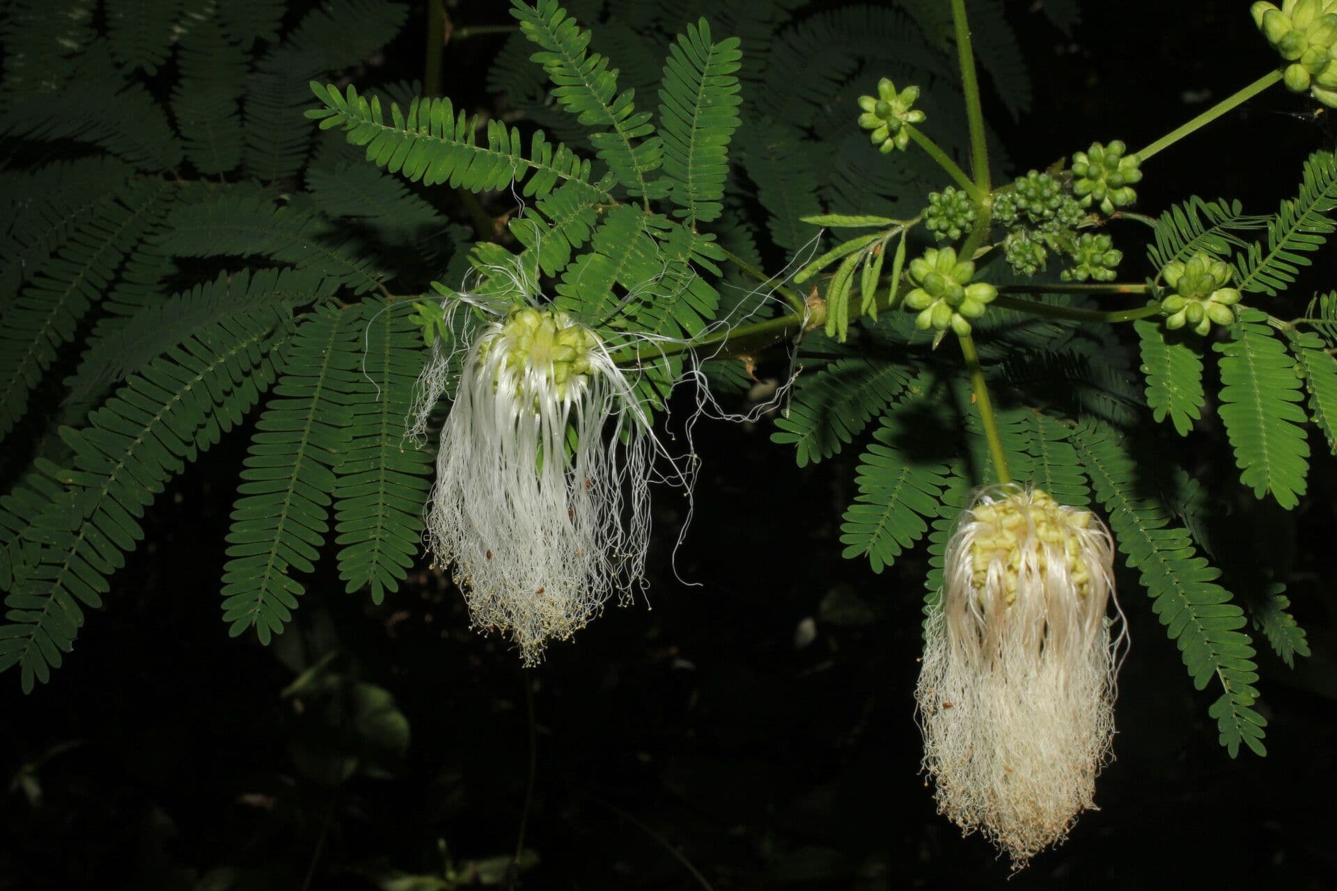 Weiße Calliandra 6