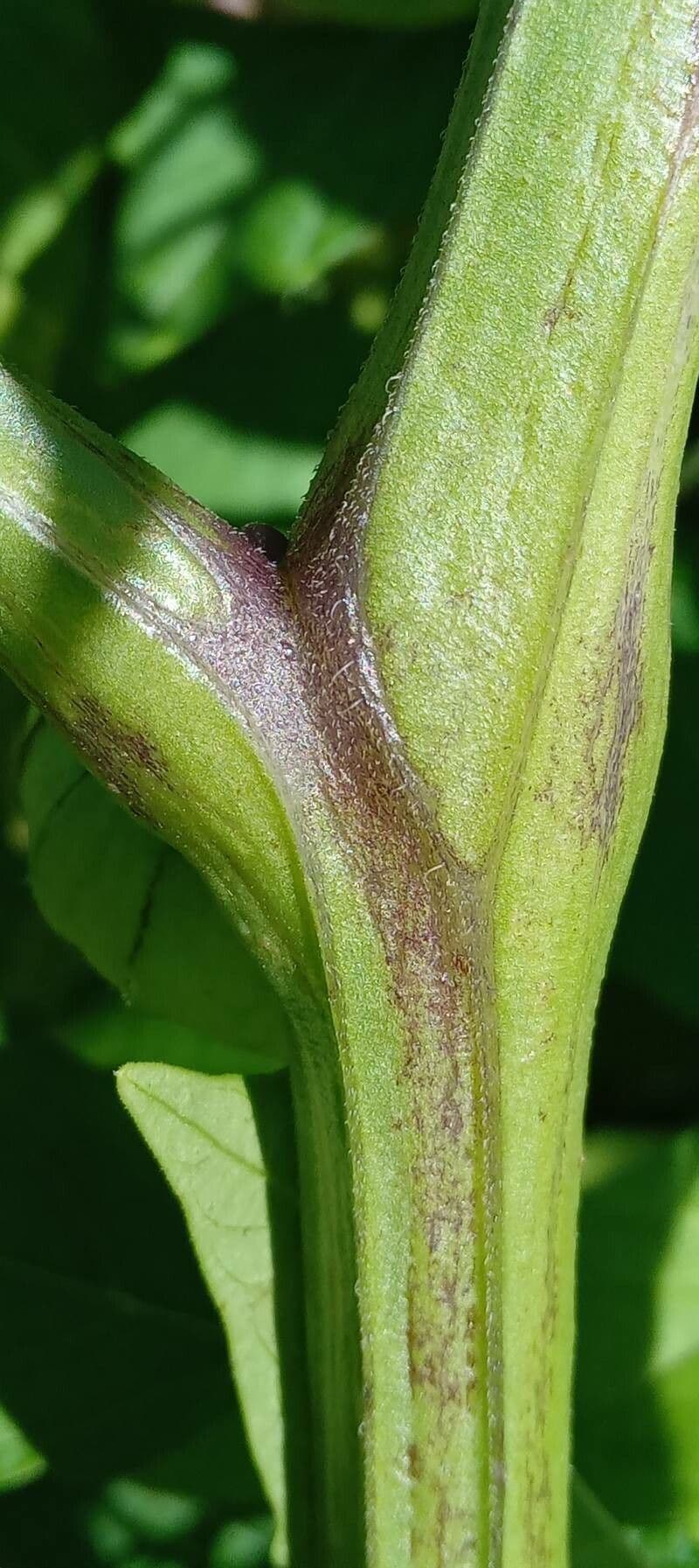 Tomatillo 25