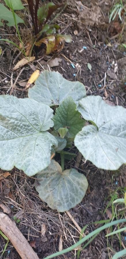 Zucca fetida 16