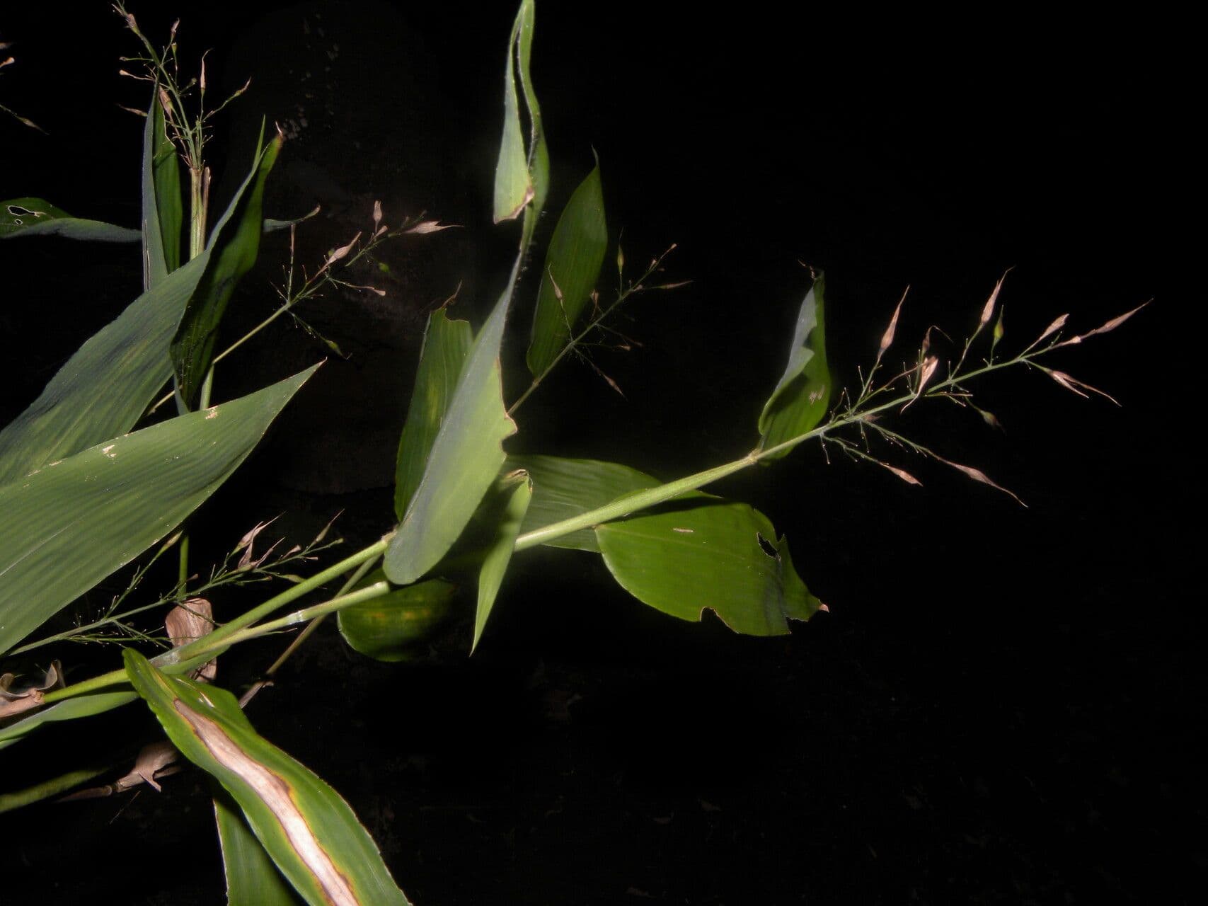 Olyra latifolia 8