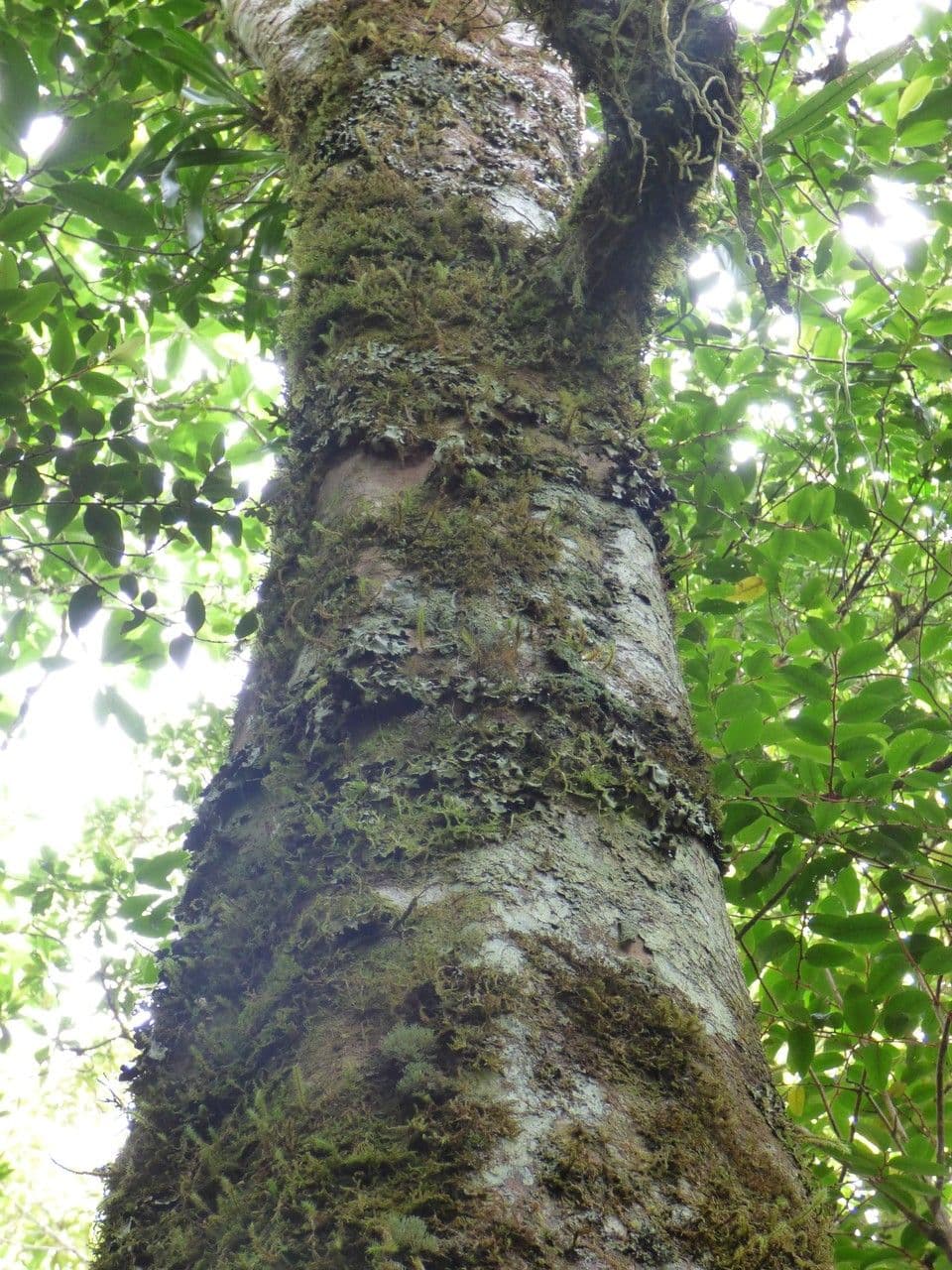 Sideroxylon 12