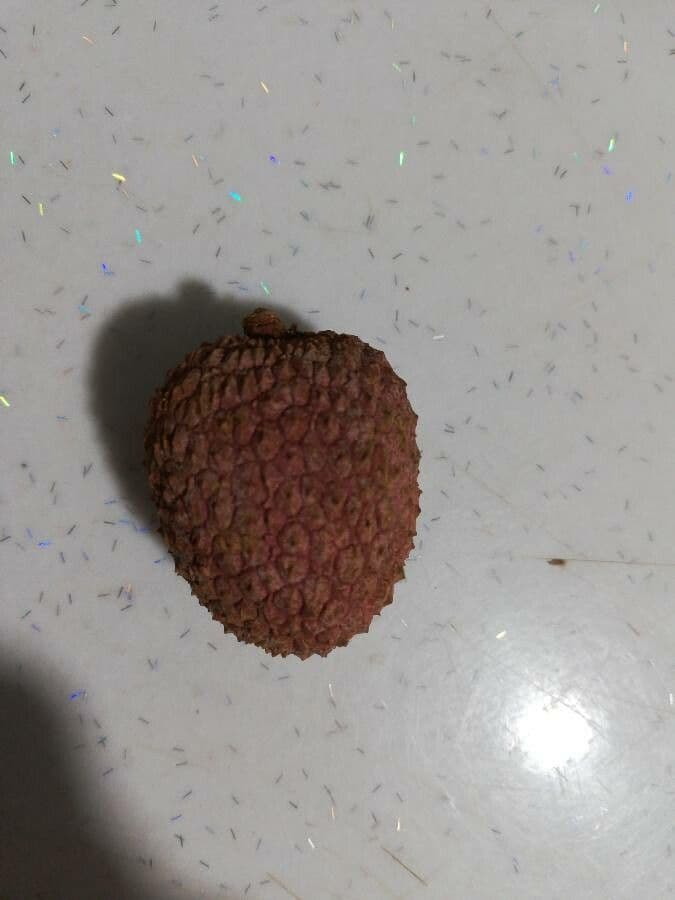 Litchi 4