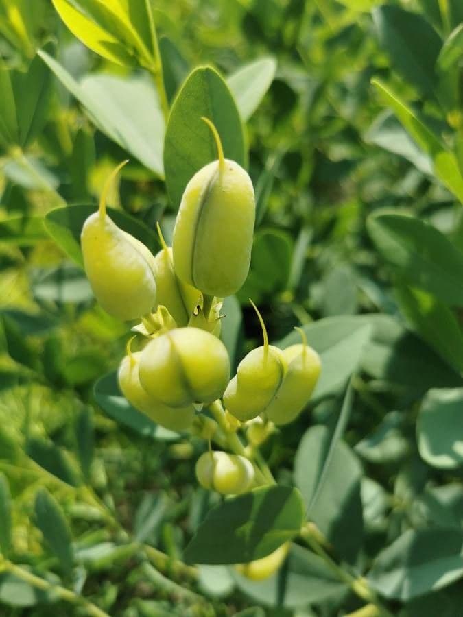 Baptisia 5