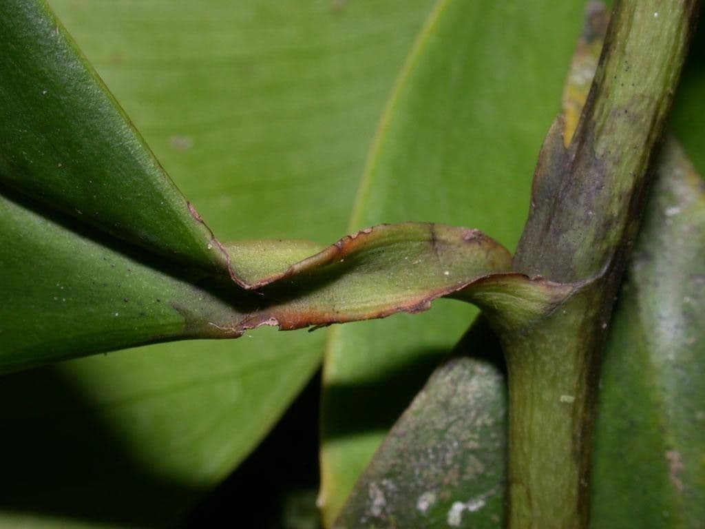 Heteropsis 8
