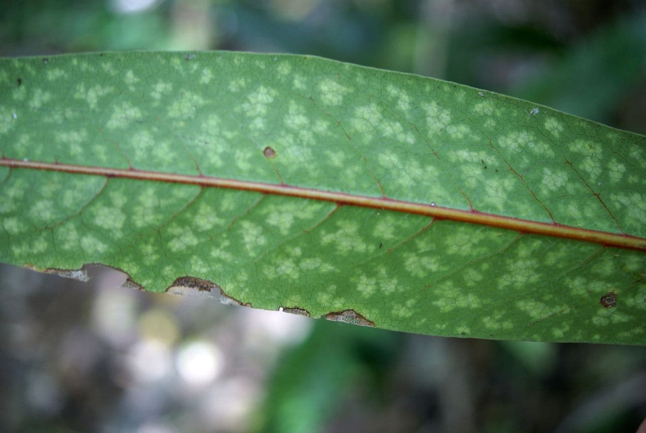 Coptosperma borbonicum 8