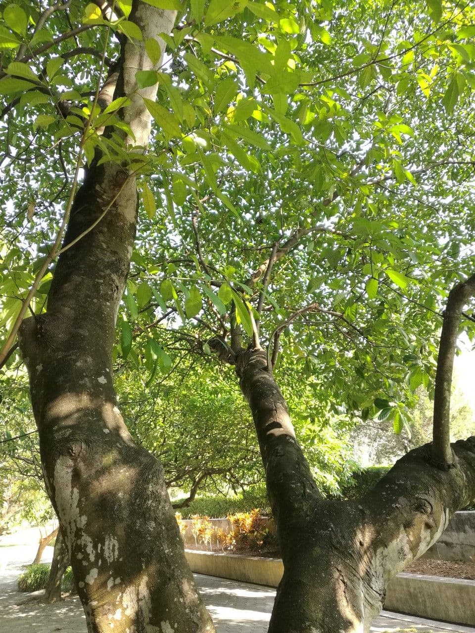 Rauvolfia 5