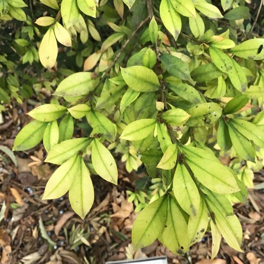 Syzygium