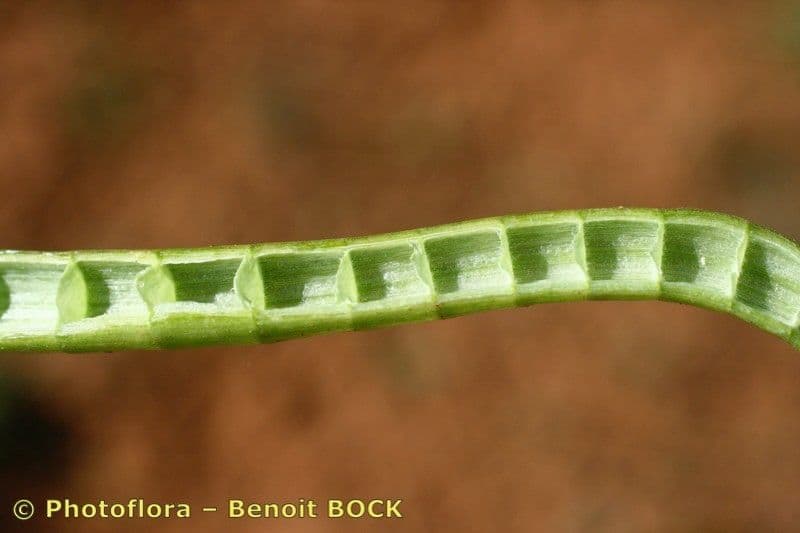 Panicaut cornu 2