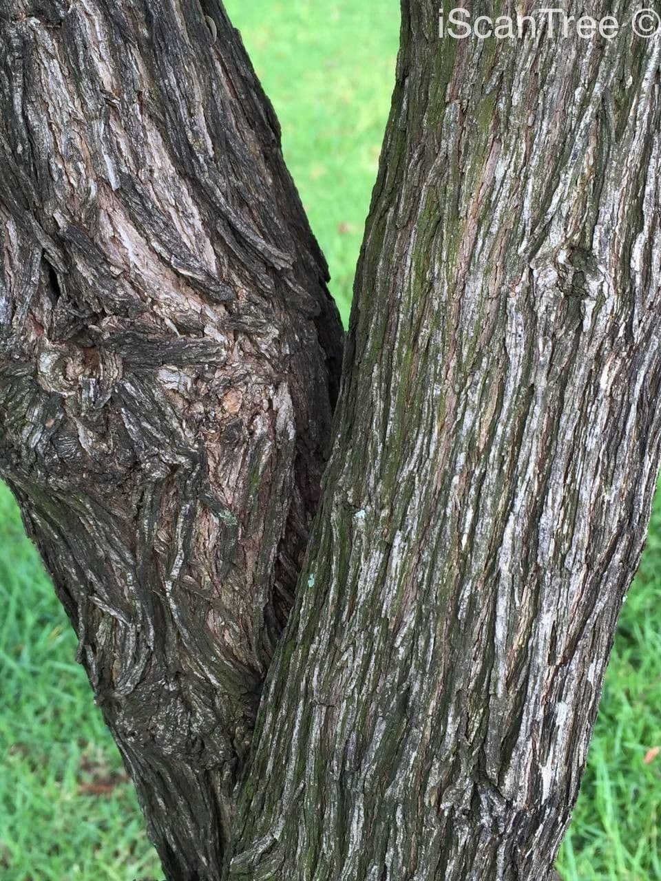 Halleria lucida 21