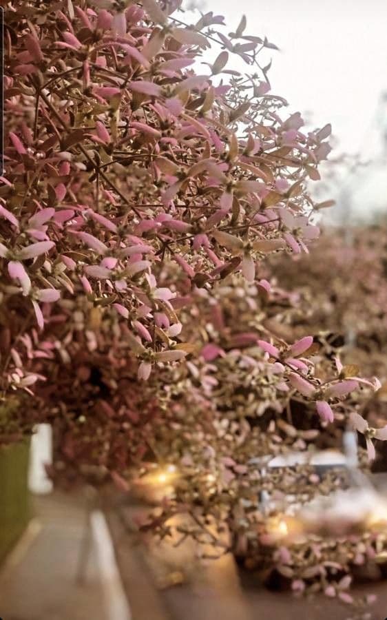 Congea tomentosa 5