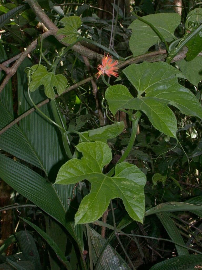 Cetriolo della giungla 21