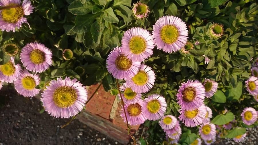 Fleabane glaucus 8