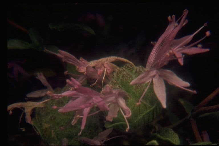 Monardella ondulata 3
