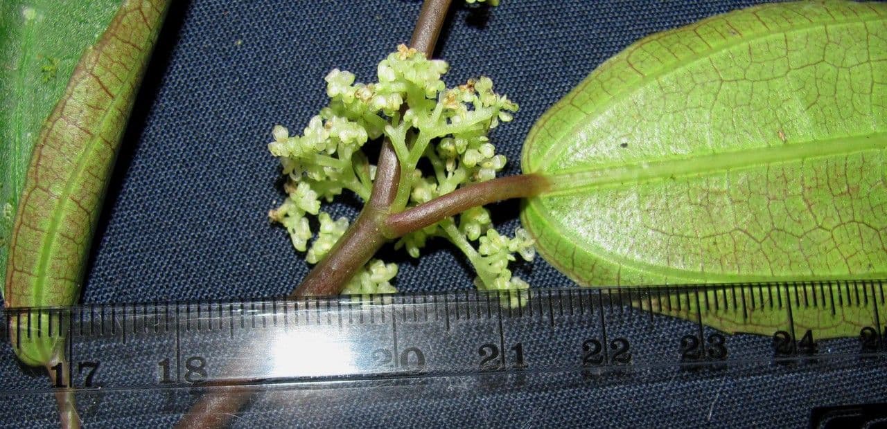 Pilea 9