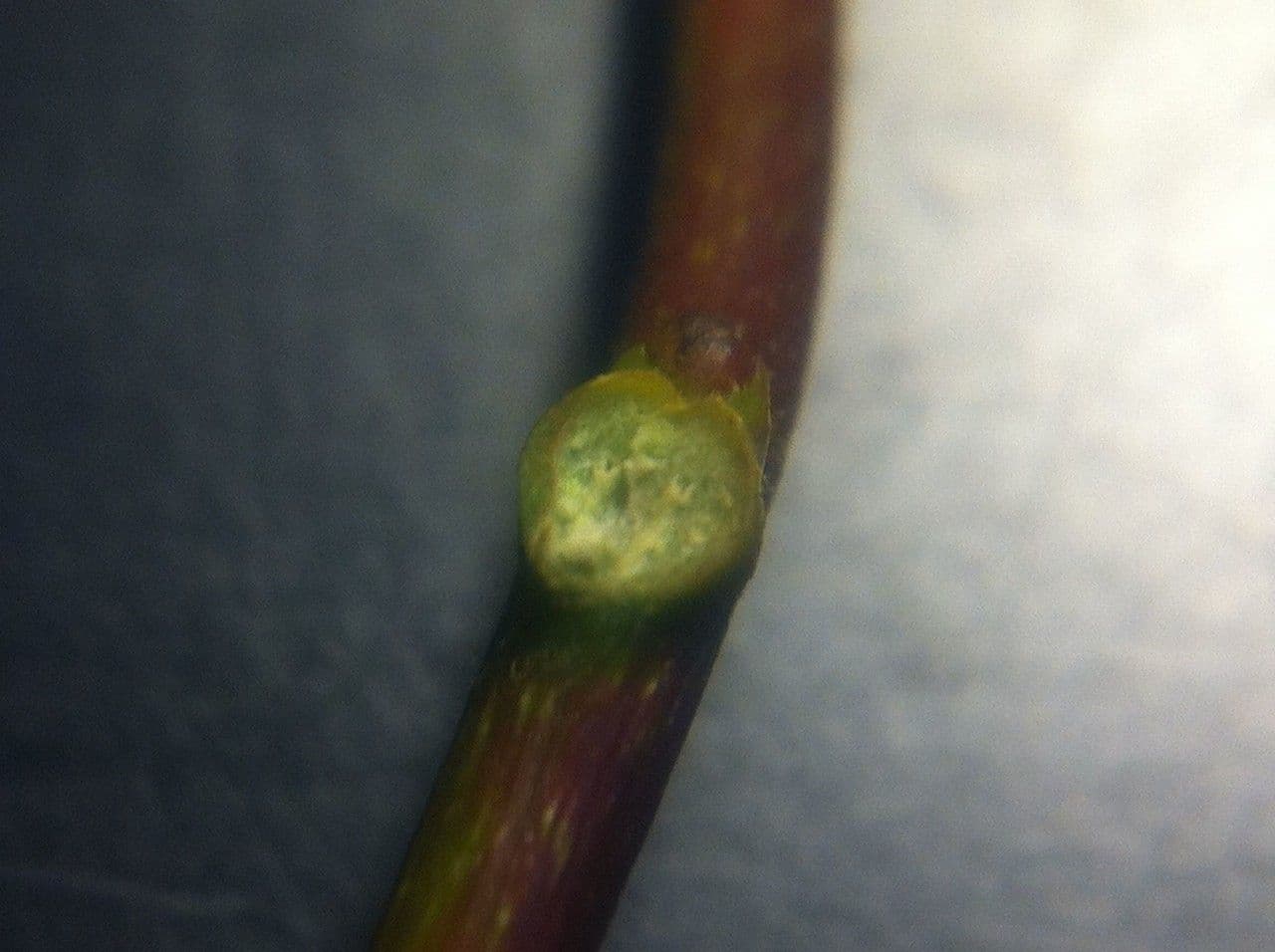 Kanadische Mondsame 22