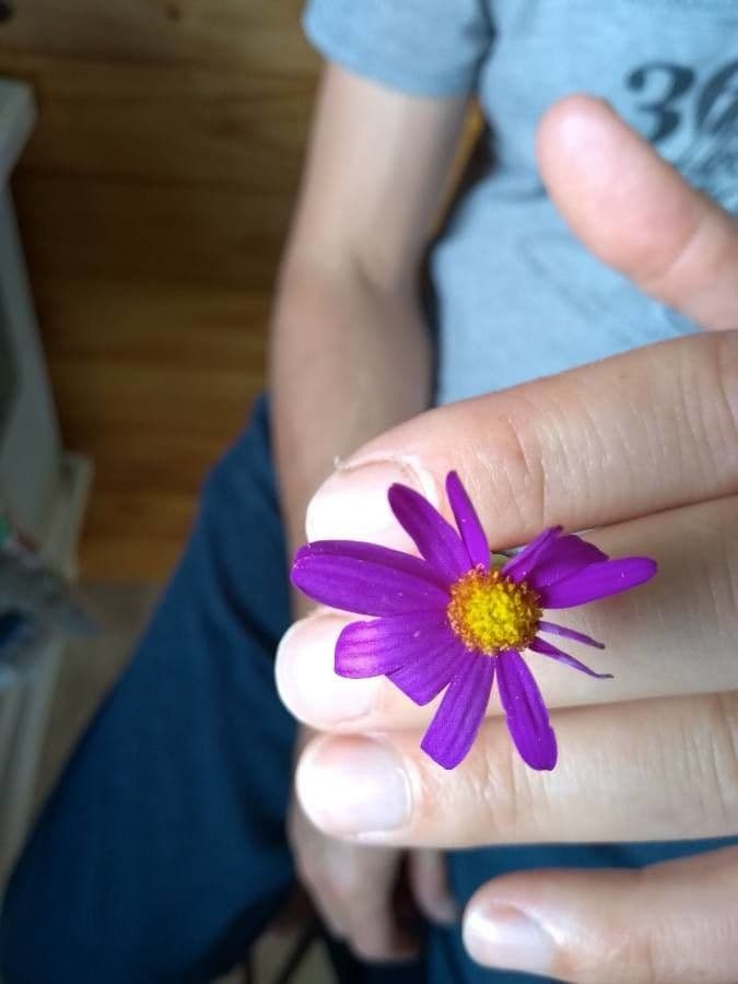 Senecio elegante 5