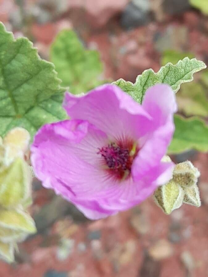 Sphaeralcea