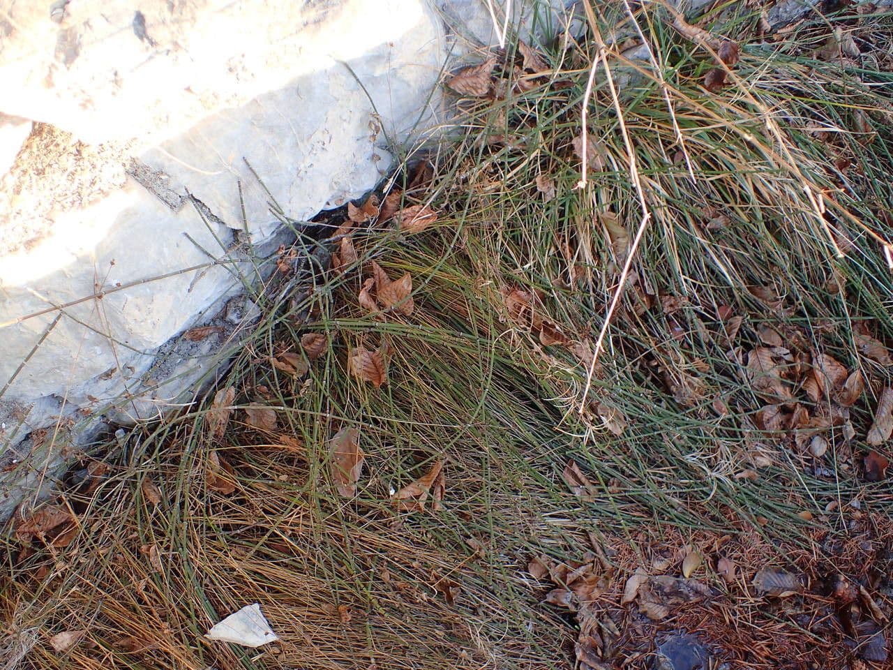 Equiseto variegato 4
