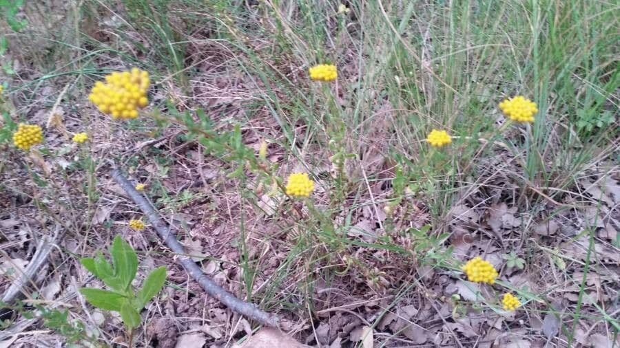 Achillea 10