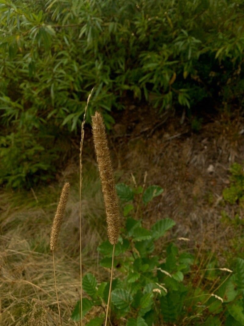 Codolina