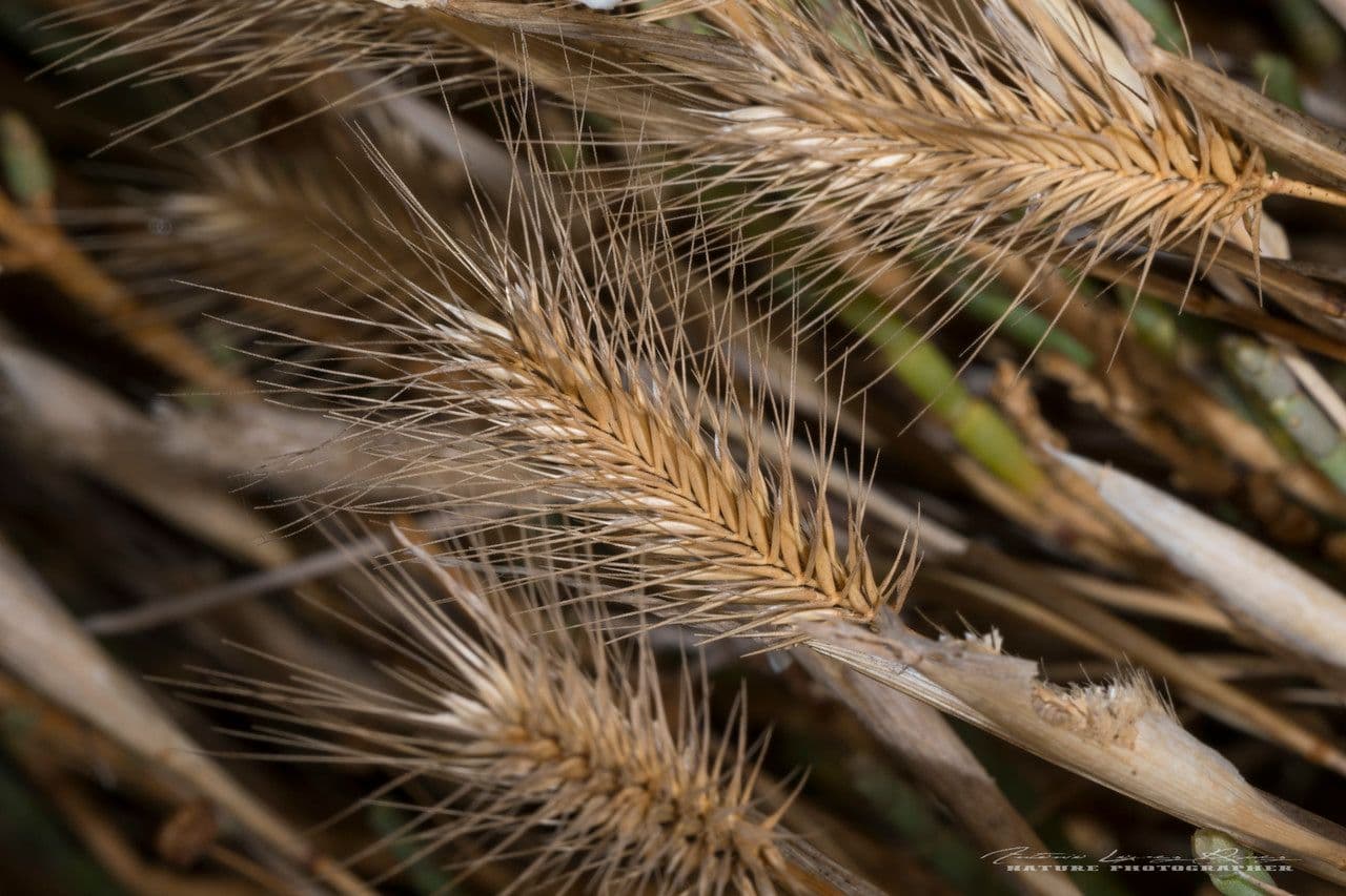 Orzo marittimo 5