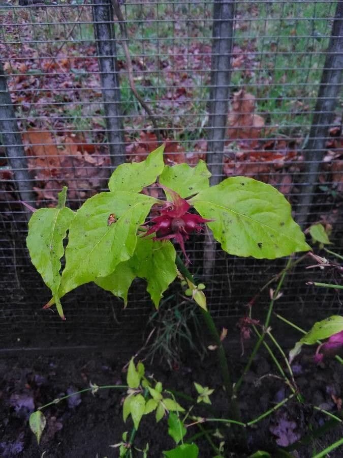 Leycesteria 18