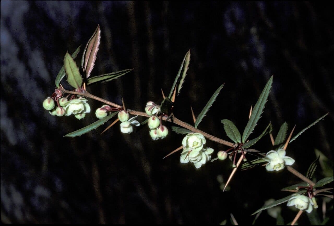 Berberys Sargenta 3
