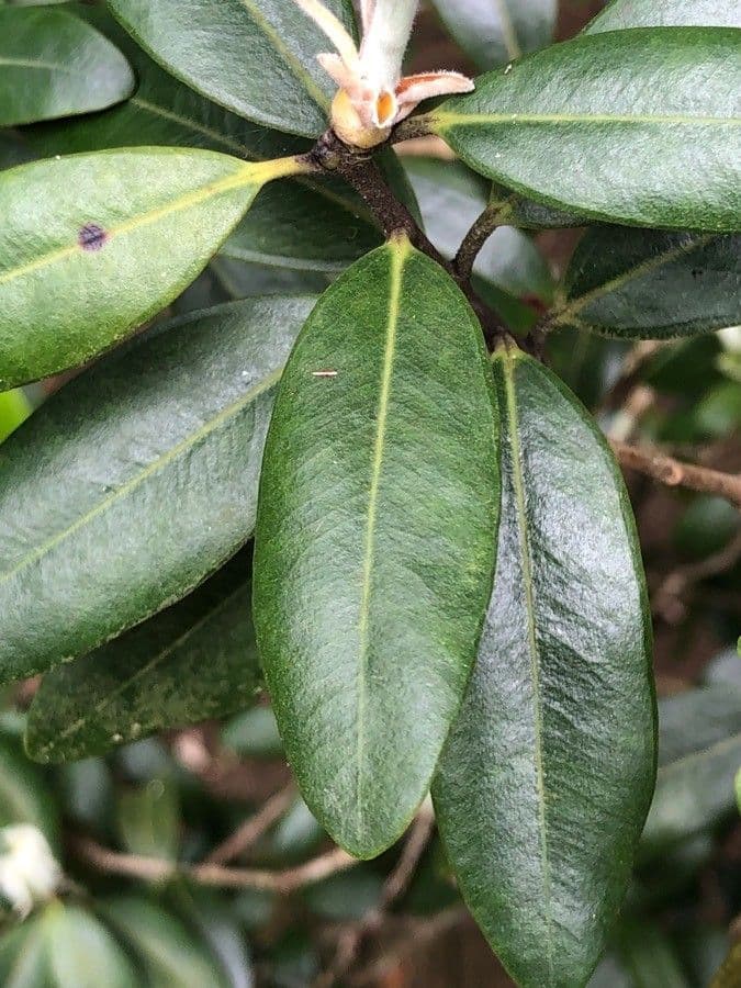 Metrosideros robusta 9