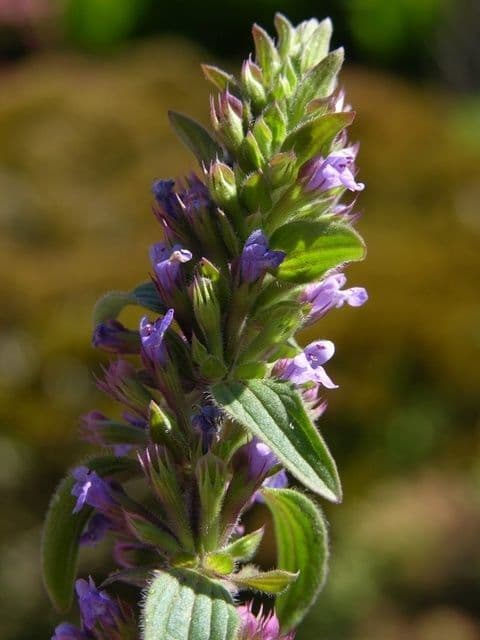 Dracocephalum thymiflorum 3