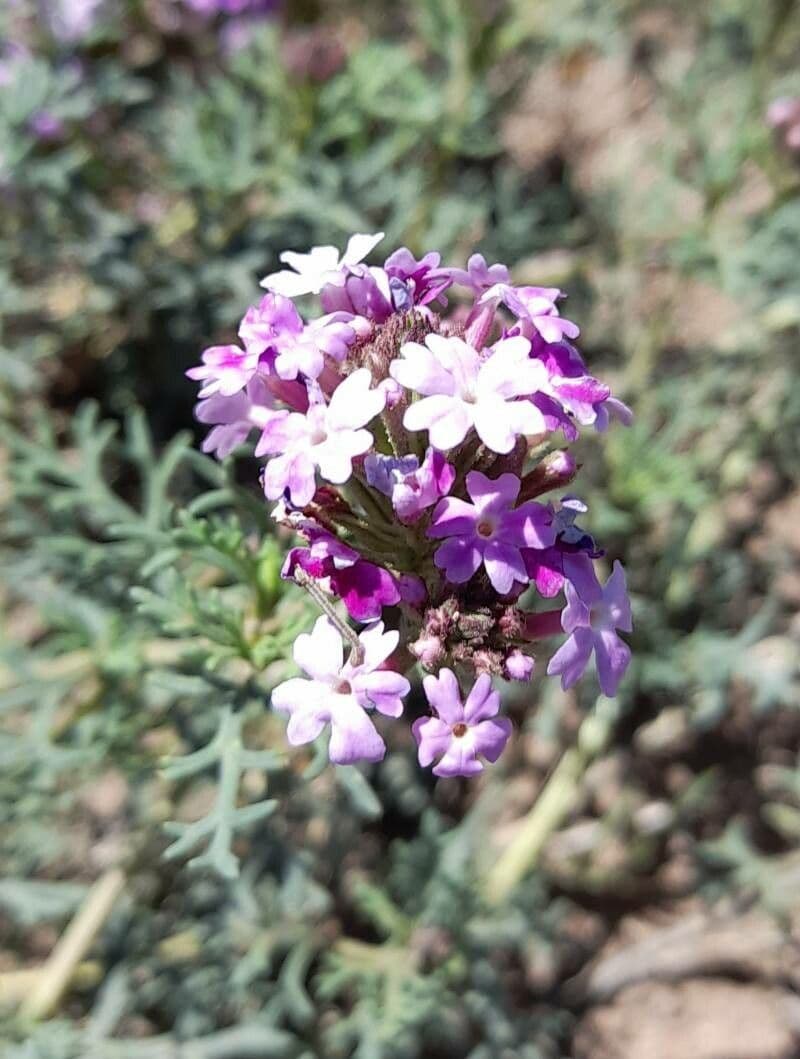 Junellia 2