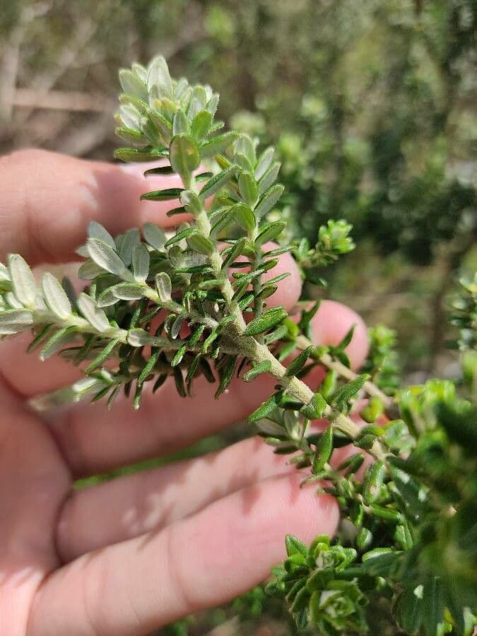 Baccharis 2