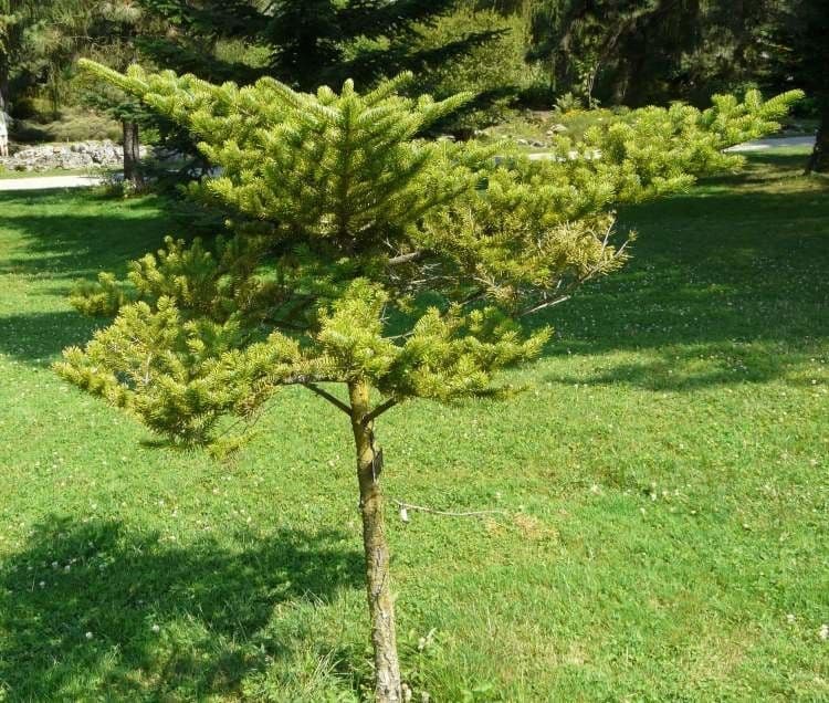 Abete giapponese