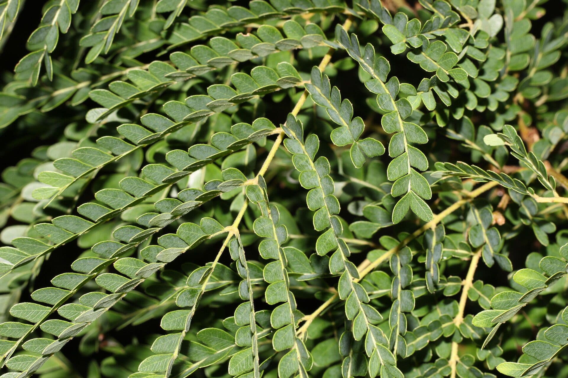 Cenostigma eriostachys 6