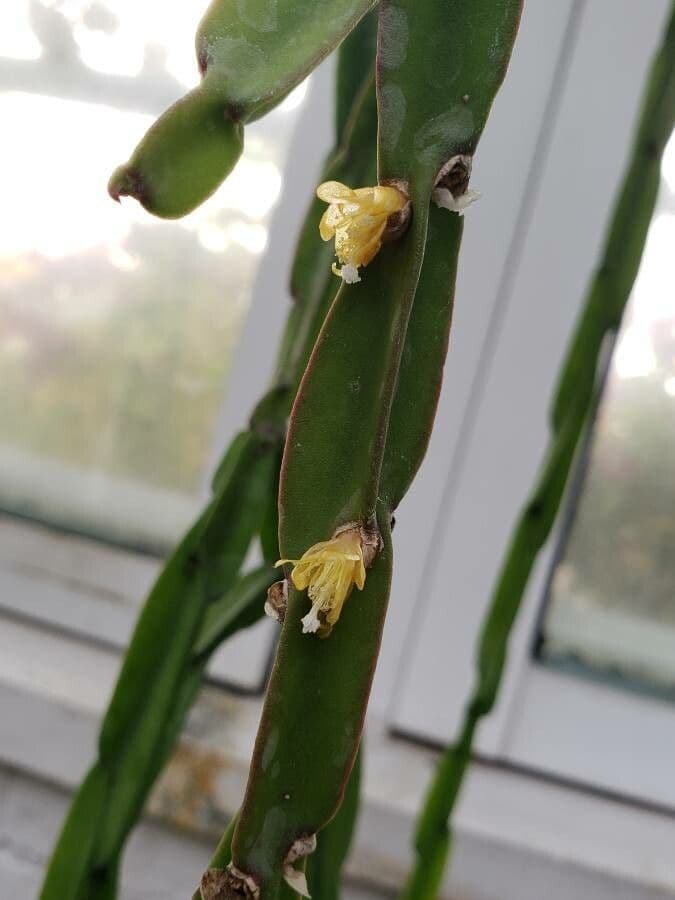 Rhipsalis