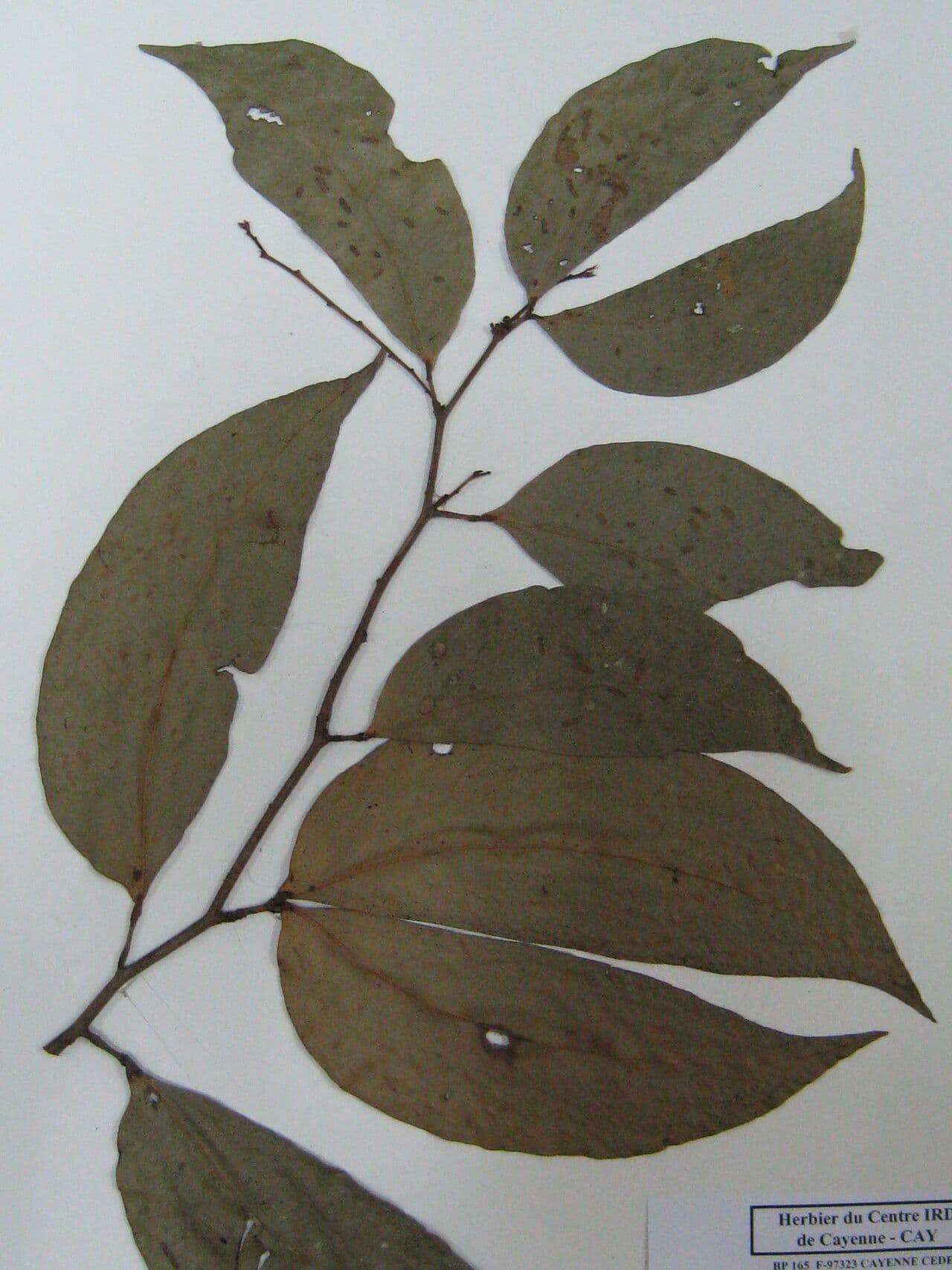 Macrolobium 9