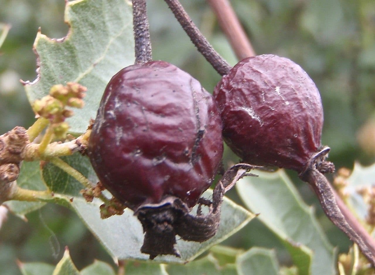 Kleinblütige Rose 5