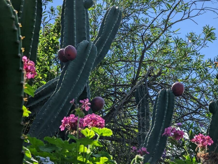 Cactus 4