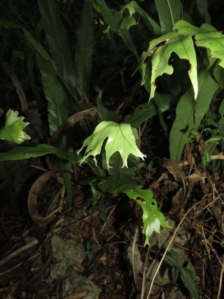 Microsorum puncté 5