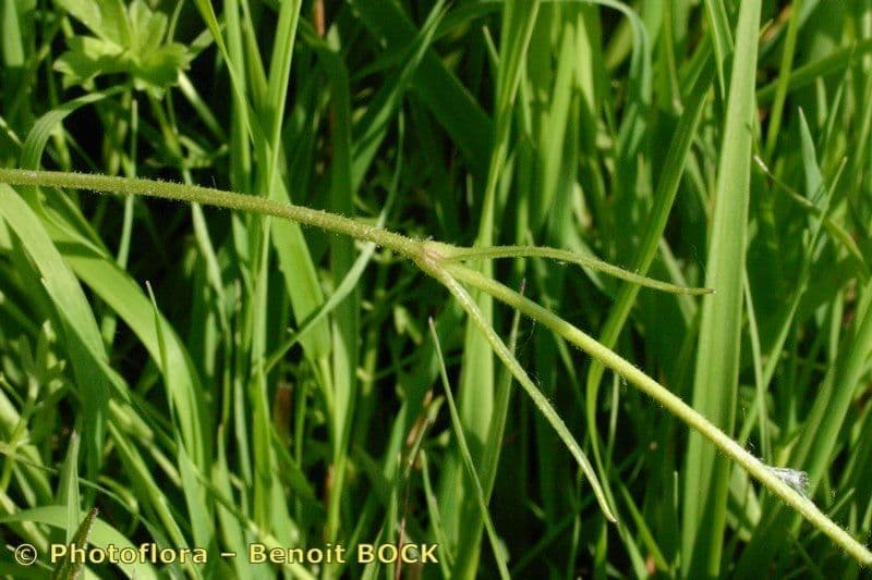Cerastio dubbioso 9