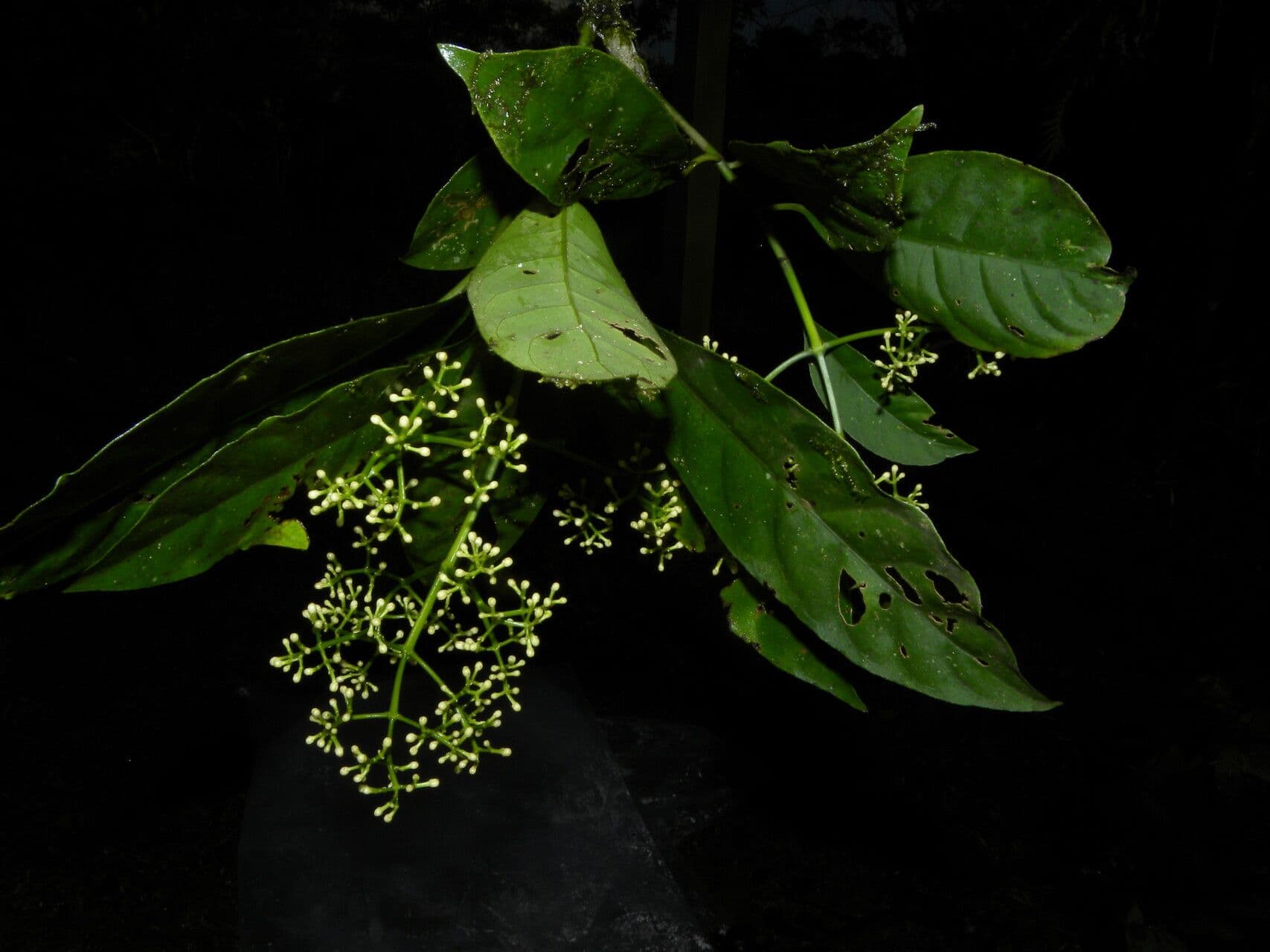 Chrysochlamys glauca 11
