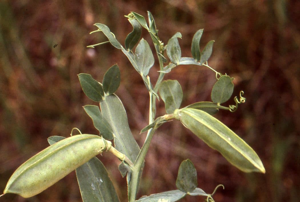 Vesce d'Ochrus 5