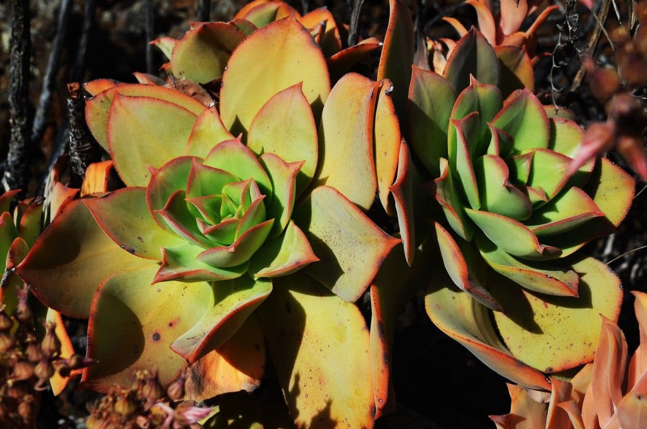 Aeonium nobile 8