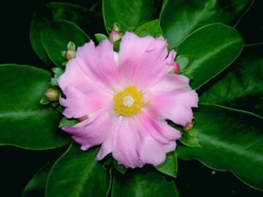 Cactus rosa 10