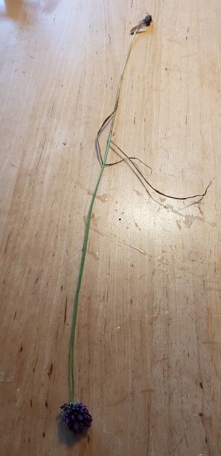 Aglio rotondo 9