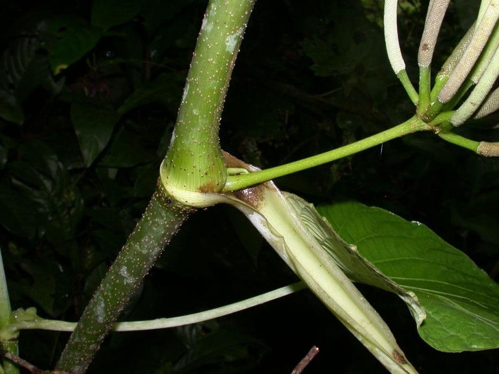 Schildblättriger Pfeffer 18