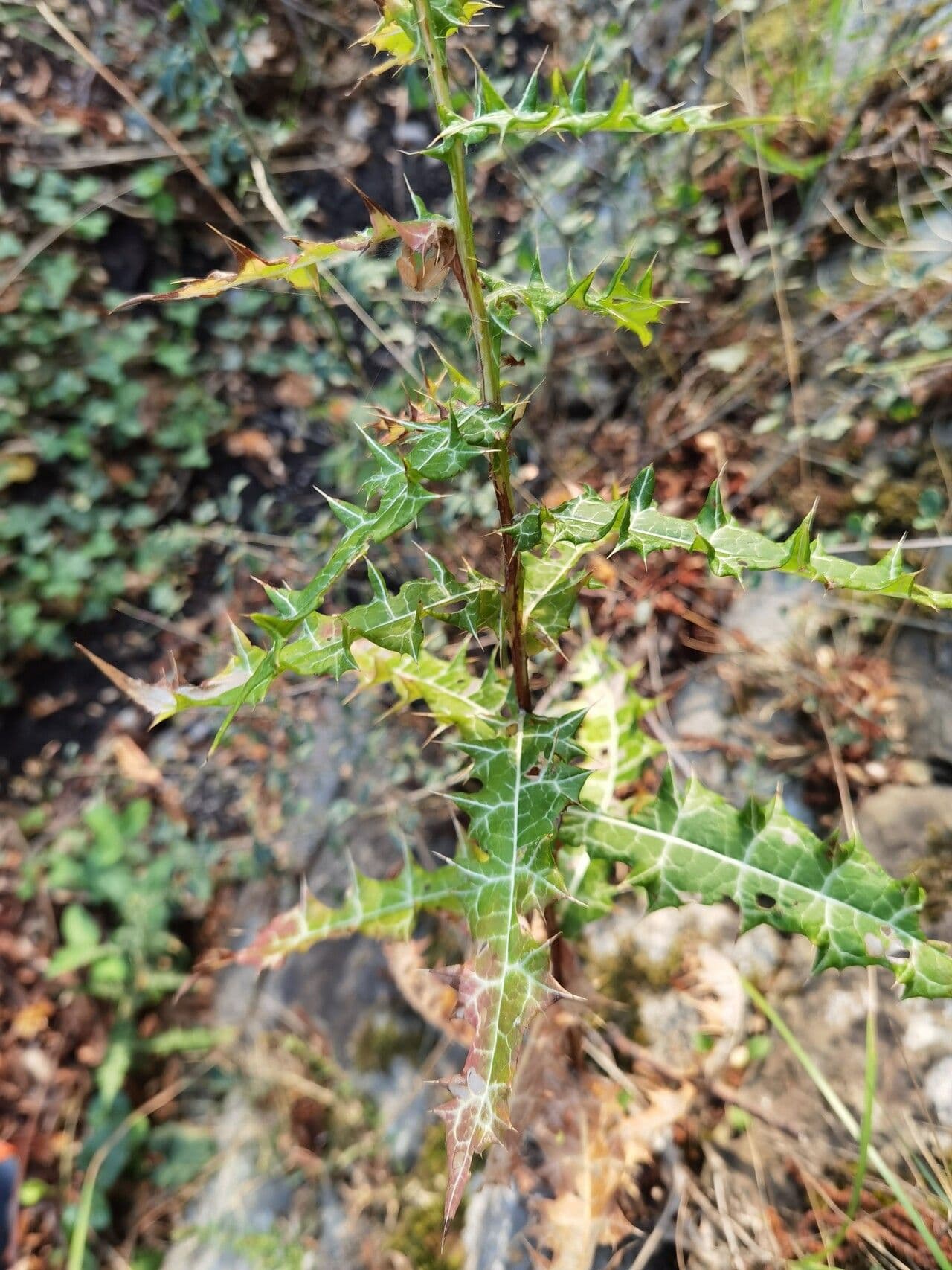 Ptilostemon strict 4