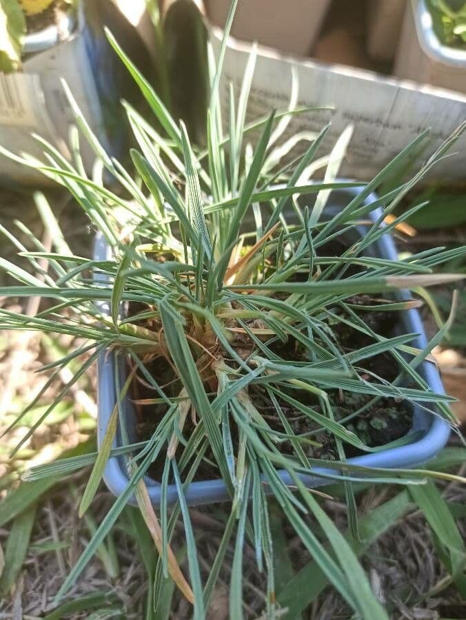 Koeleria glauca 14