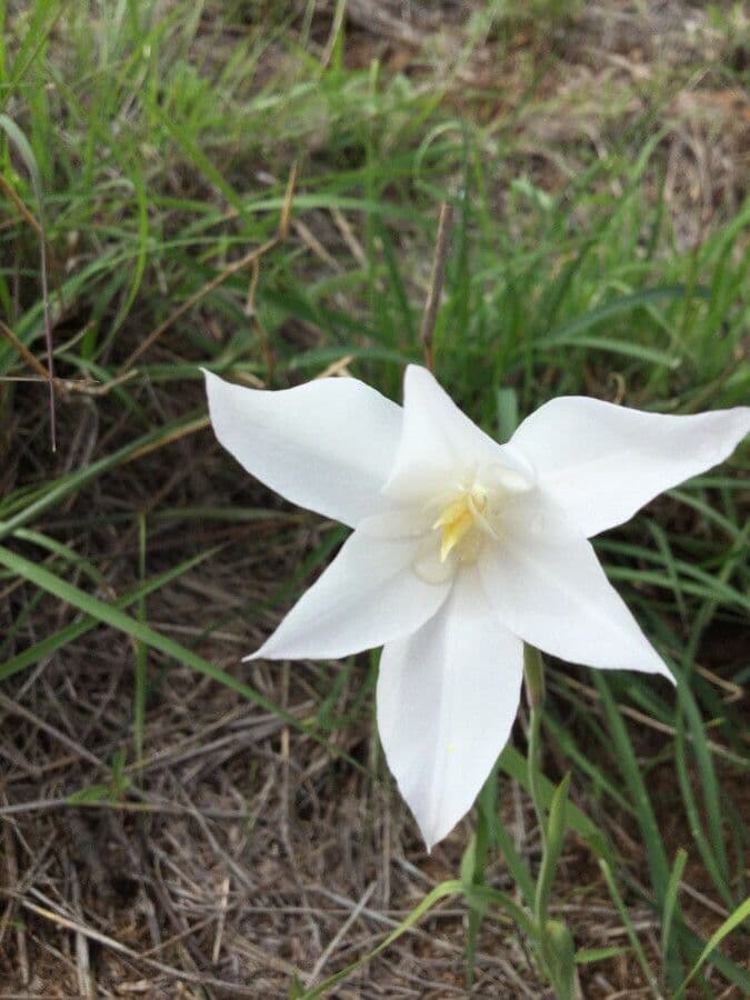 Gladiole 5