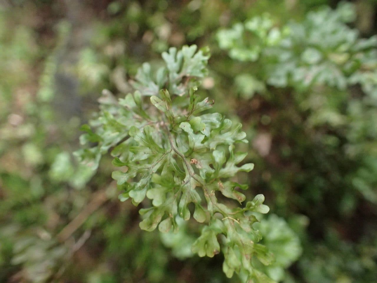 Hymenophyllum 5
