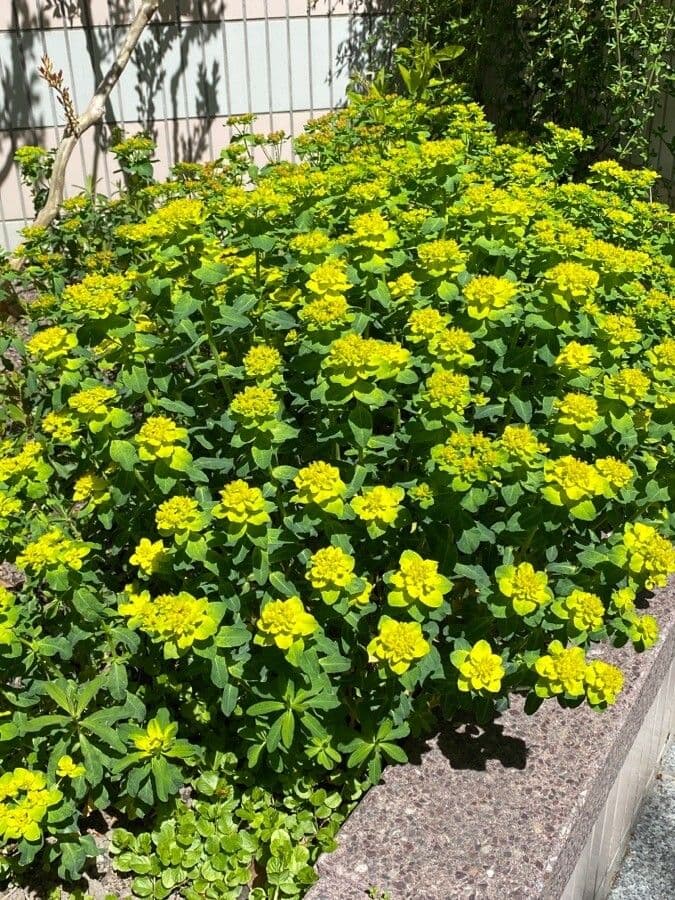 Pryšec žlaznatý 14